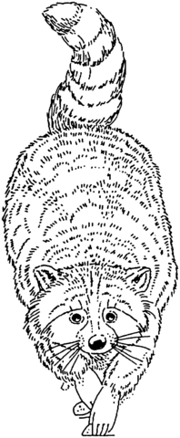 Racoon 1 Coloring page