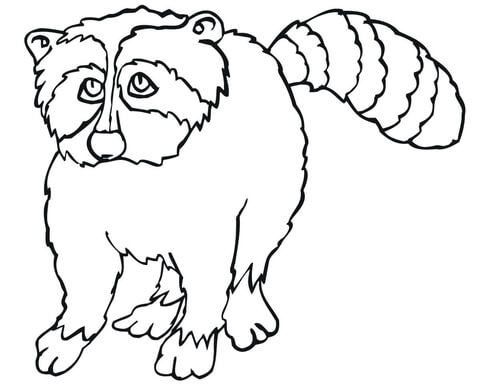 Racoon Coloring page