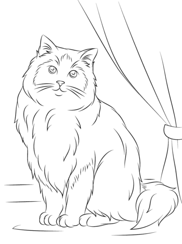 Ragdoll Cat Coloring page