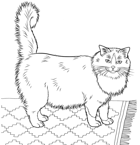 Ragdoll  Coloring page