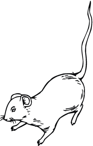 Rat 10 Coloring page