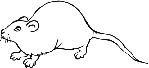 Rat 12 Coloring page