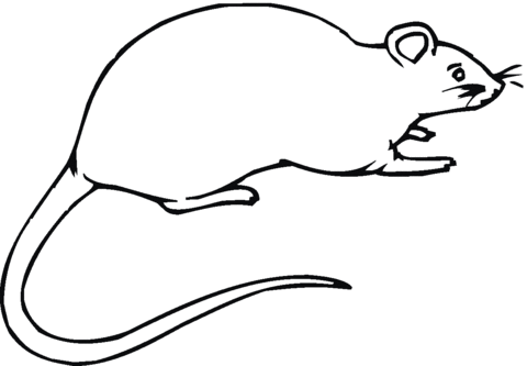 Rat 16 Coloring page