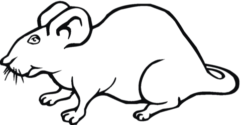 Rat 25 Coloring page