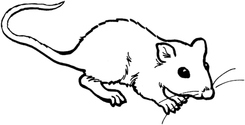 Rat 4 Coloring page