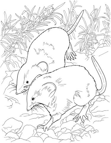 Rat In The Forest Coloring page