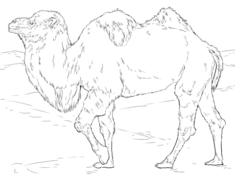 Realistic Bactrian Camel Coloring page