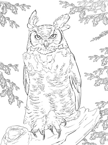 Realistic Great Horned Owl Coloring page