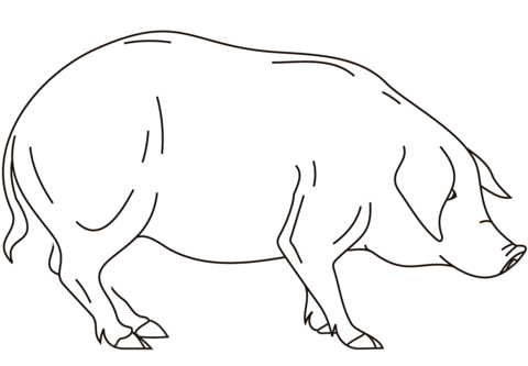 Realistic Pig Coloring page