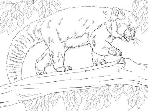 Realistic Red Panda Coloring page