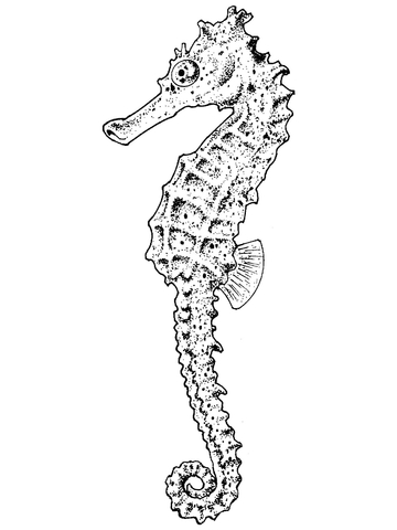 Realistic Seahorse Coloring page