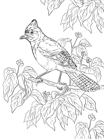 Realistic Steller's Jay Coloring page