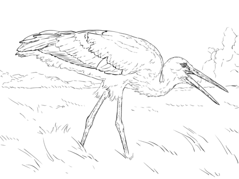 Realistic White Stork Coloring page