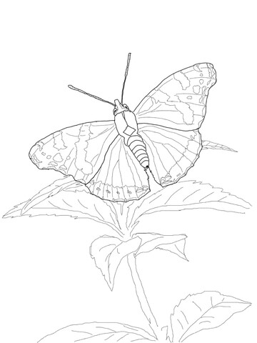 Red Admiral Butterfly Coloring page