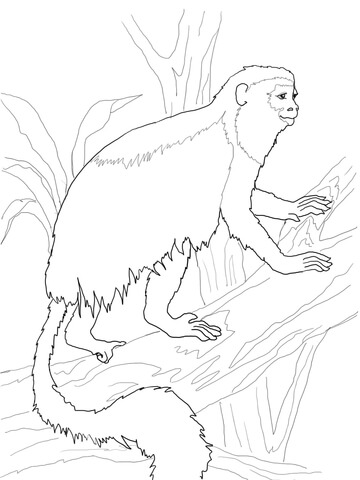 Red Colobus Monkey Coloring page