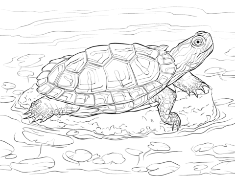 Red Eared Slider Coloring page