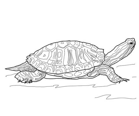 Red Eared Slider Turtle Coloring page