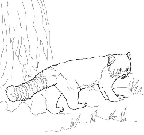 Red Panda Coloring page