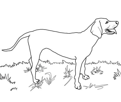 Redbone Coonhound Coloring page