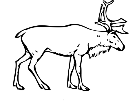 Reindeer Deer Coloring page