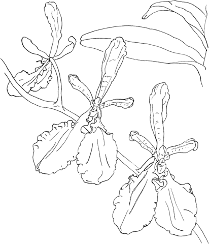 Renanthera Imschootiana Orchid Coloring page