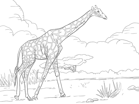 Reticulated Giraffe Coloring page