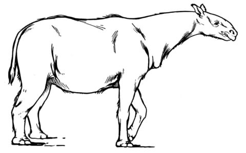 Paraceratherium extinct rhinoceros-like mammal Coloring page