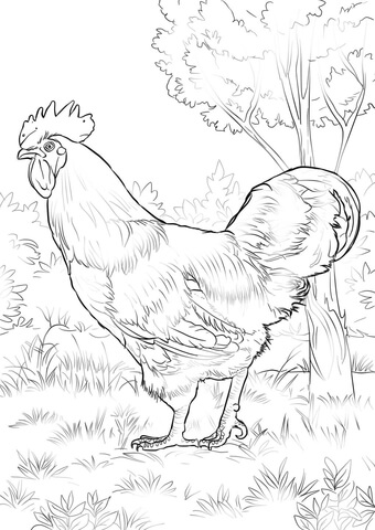 Rhode Island Red Rooster Coloring page