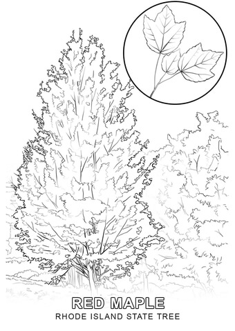 Rhode Island State Tree Coloring page