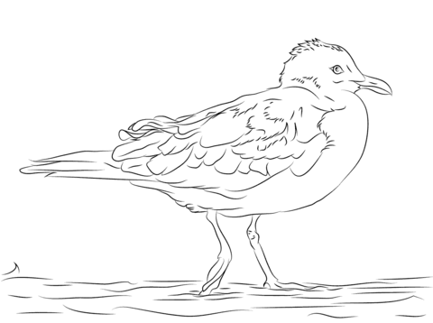 Ring-billed Gull  Coloring page