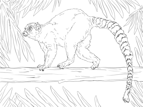 Ring-tailed lemur Coloring page