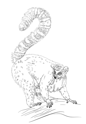 Ring-tailed Lemur Coloring page