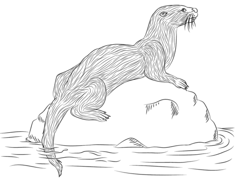 River Otter  Coloring page