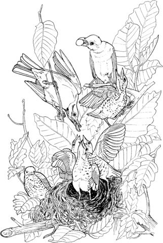 American Robins feeding their babies Coloring page