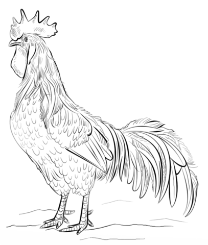 Brown Leghorn rooster Coloring page