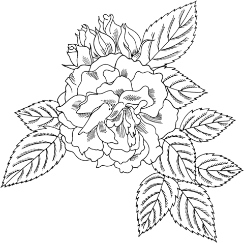 Rosa 'Bahia' Floribunda Rose Coloring page