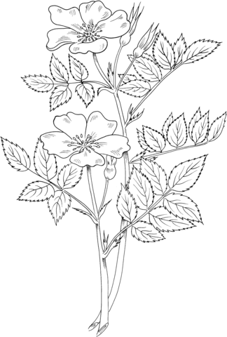 Rosa Blanda or Meadow Wild Rose or or Prairie Rose Coloring page