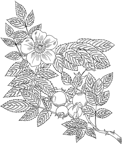 Rosa Eglanteria or Sweet Briar Rose Coloring page