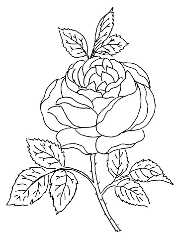 Rose Blossom Coloring page