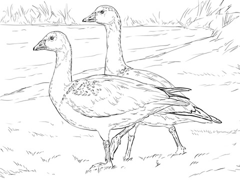 Ross's Gooses Coloring page