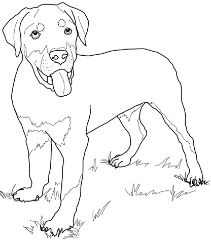 Rottweiler Puppy Coloring page