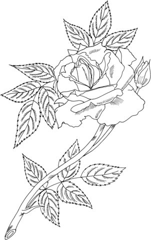 Royal Sunset Climbing Rose Coloring page