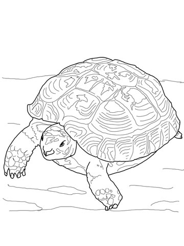 Russian Tortoise Coloring page