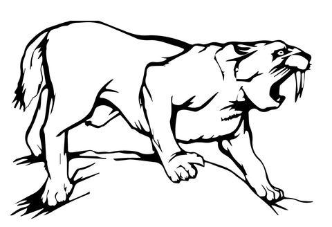 Sabre Tooth Tiger Coloring page