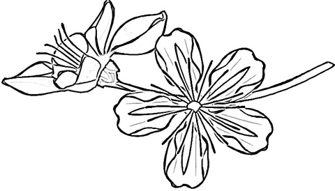 Sakura  Coloring page