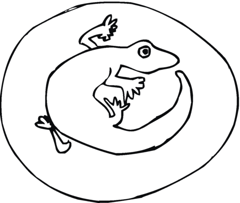 Salamander 1 Coloring page