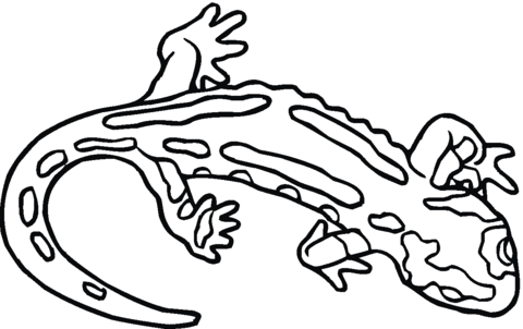 Salamander 10 Coloring page