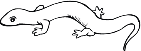 Salamander 14 Coloring page