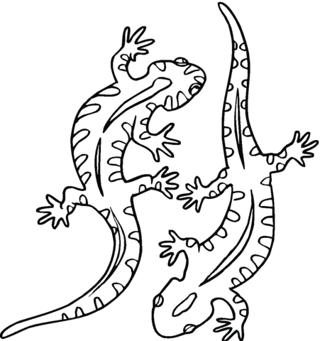 Salamander 21 Coloring page