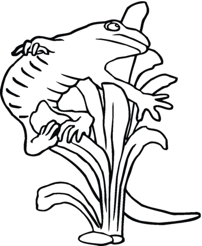 Salamander 22 Coloring page